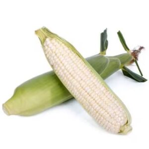White Corn (Maize)